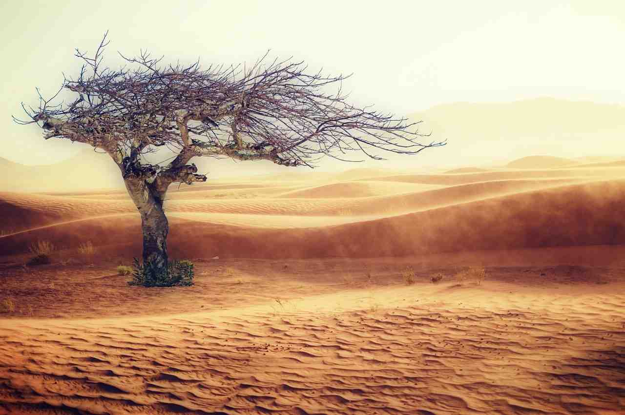 désert, la sécheresse, paysage